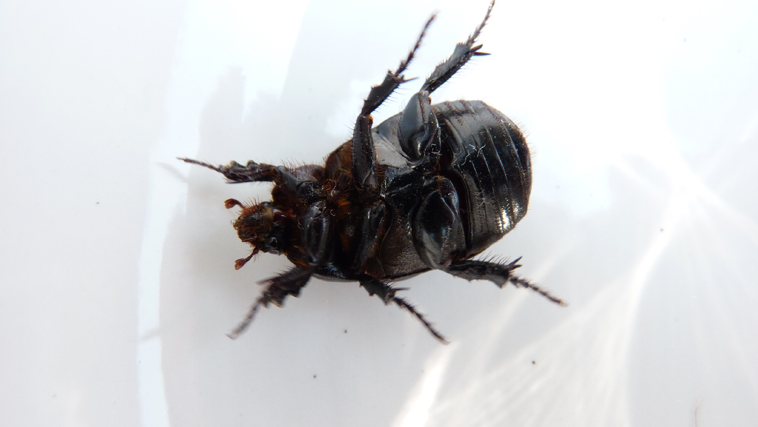 Identificazione Scarabeidae